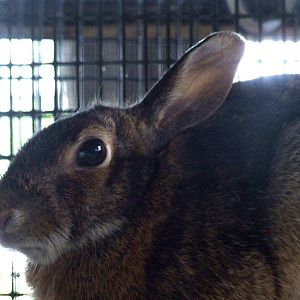 Eastern Cottontail at Peace River Wildlife Centre, 09/10/13