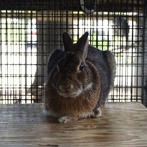 Eastern Cottontail at Peace River Wildlife Centre, 09/10/13