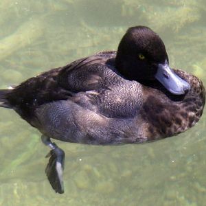 Lesser Scaup (Aythya affinis)
