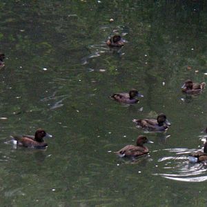 Ferruginous Ducks (Aythya nyroca)