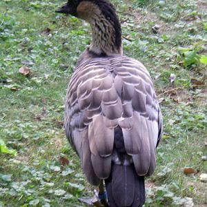 Nene Goose (Branta sandvicensis)