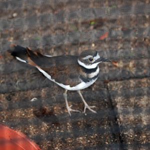 Kildeer at Peace River Wildlife Centre, 09/10/13