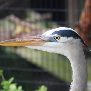 Great Blue Heron at Peace River Wildlife Centre, 09/10/13