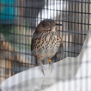 Brown Thrasher at Peace River Wildlife Centre, 09/10/13