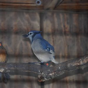 Blue Jay at Peace River Wildlife Centre, 09/10/13