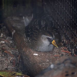 Sora at Peace River Wildlife Centre, 09/10/13