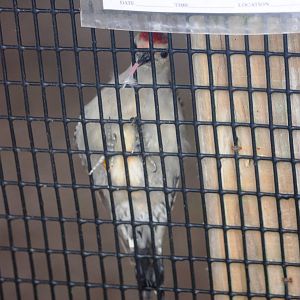 Red-bellied Woodpecker at Peace River Wildlife Centre, 09/10/13