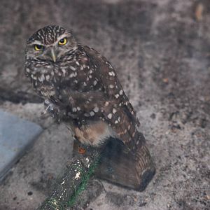 Burrowing Owl at Peace River Wildlife Centre, 09/10/13