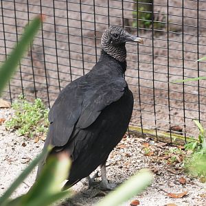 American Black Vulture at Peace River Wildlife Centre, 09/10/13