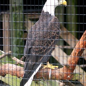 Bald Eagle at Peace River Wildlife Centre, 09/10/13