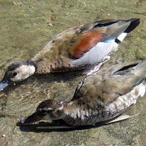 Ringed Teals (Callonetta leucophrys)