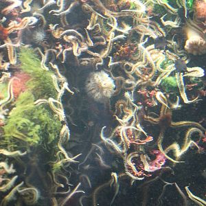 A lot of Black serpent stars