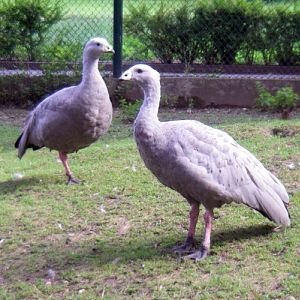 Cape Barren Geese (Cereopsis novaehollandiae)