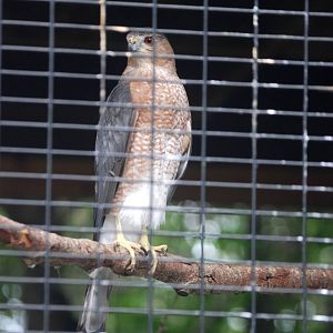 Cooper's Hawk at Peace River Wildlife Centre, 09/10/13