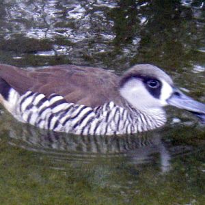 Pink-eared Duck (Malacorhynchus membranaceus)