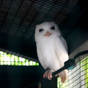 Leucistic South-eastern Screech Owl at Peace River Wildlife Centre, 09/10/1