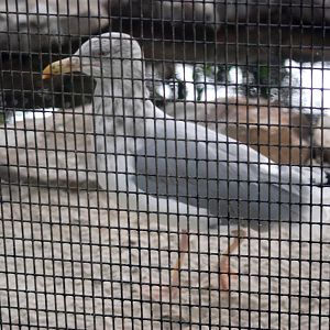 American Herring Gull at Peace River Wildlife Centre, 09/10/13
