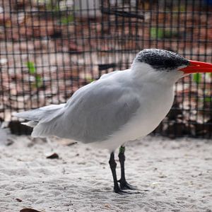 Caspian Tern at Peace River Wildlife Centre, 09/10/13