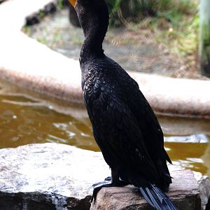 Double-crested Cormorant at Peace River Wildlife Centre, 09/10/13