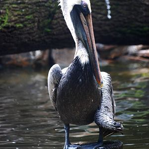 Eastern Brown Pelican at Peace River Wildlife Centre, 09/10/13