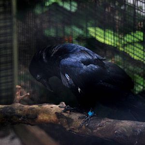 Fish Crow at Peace River Wildlife Centre, 09/10/13