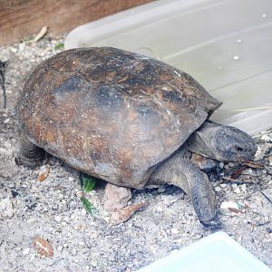 Gopher Tortoise at Peace River Wildlife Centre, 09/10/13