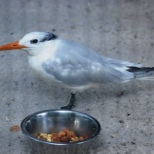 Royal Tern at Peace River Wildlife Centre, 09/10/13