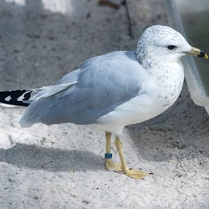 Ring-billed Gull at Peace River Wildlife Centre, 09/10/13