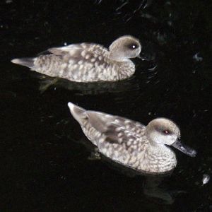 Marbled Teals (Marmaronetta angustirostris)