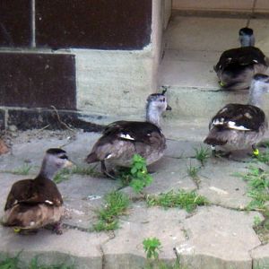 Cotton Pygmy Geese (Nettapus coromandelianus)