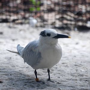 Sandwich Tern at Peace River Wildlife Centre, 09/10/13