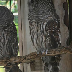 Northern Barred Owl at Peace River Wildlife Centre, 09/10/13