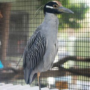 Yellow-crowned Night Heron at Peace River Wildlife Centre, 09/10/13