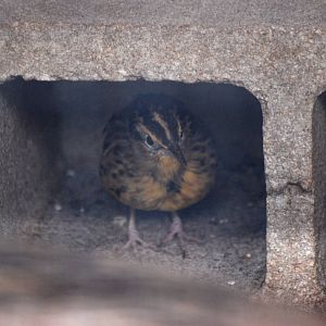 Eastern Meadowlark at Peace River Wildlife Centre, 09/10/13