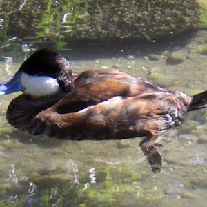 Ruddy Duck (Oxyura jamaicensis)