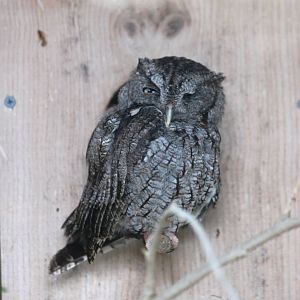 South-eastern Screech Owl at Peace River Wildlife Centre, 09/10/13