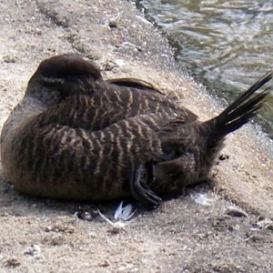 Maccoa Duck (Oxyura maccoa)