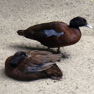 Hartlaub's Ducks (Pteronetta hartlaubi)