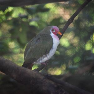 Jambu Fruit Dove at Jacksonville, 10/10/13