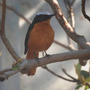 White-crowned Robin Chat at Jacksonville, 10/10/13