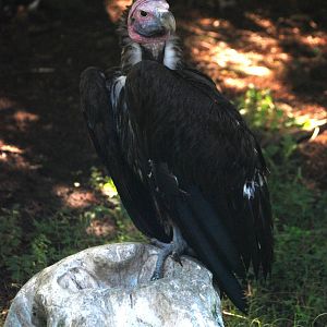 Lappet-faced Vulture at Jacksonville, 10/10/13