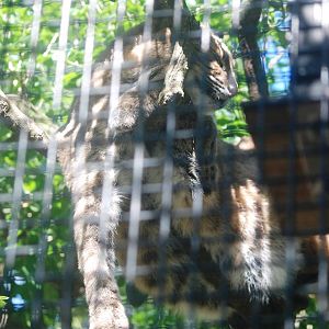 Florida Bobcat at Jacksonville, 10/10/13