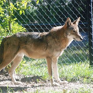 Red Wolf at Jacksonville, 10/10/13