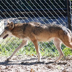 Red Wolf at Jacksonville, 10/10/13