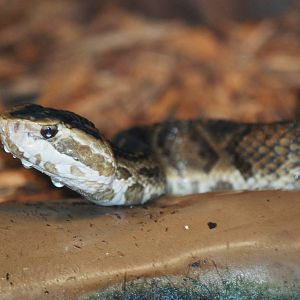 Florida Cottonmouth at Jacksonville, 10/10/13
