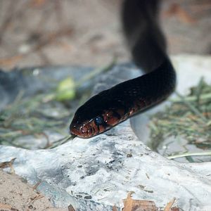 Eastern Indigo Snake at Jacksonville, 10/10/13