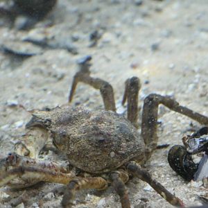 Crab-species