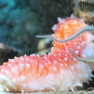 Sea creature ID needed