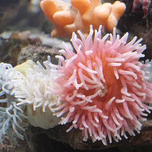 Sea-anemones