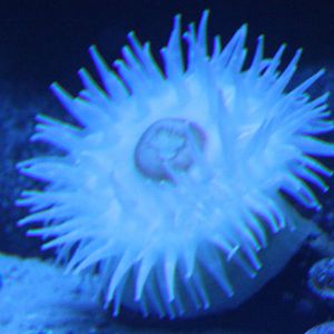 Sea-anemone